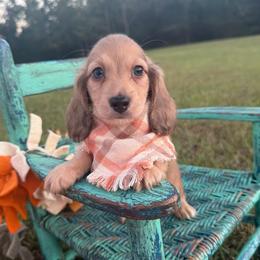 Brooks - Cream male Dachshund puppy in New Albany, Mississippi from Double A. Doxies