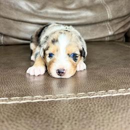 Jax - Blue merle male Australian Shepherd puppy in Jacksonville, Florida from Autumn's Aussies