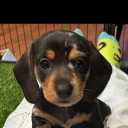 Betsy - Dapple female Dachshund puppy in Palo Cedro, California from RK Doxies