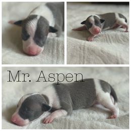 Boy 1 - White and blue male Italian Greyhound puppy in Texas from Italian Greyhounds of Frisco