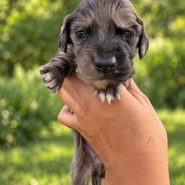 Malfoy - Dapple male Dachshund puppy in Jarales, New Mexico from Poker Paws Dachshunds