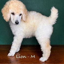 Lion - Cream male Poodle puppy in Greenwich, New York from MizzElle’s Standard Poodles
