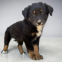 Jett FullTail - Black tri-color male Australian Shepherd puppy in Statesville, North Carolina from Charming Australian Shepherds
