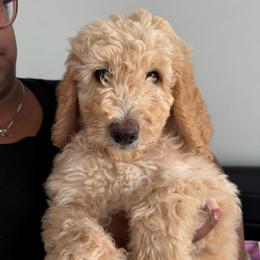 Romeo - Cream male Goldendoodle puppy in Simpsonville, South Carolina from D & D Golden Doodles, LLC