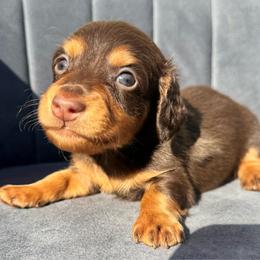 Bush - Chocolate and tan male Dachshund puppy in Knoxville, Tennessee from East TN Dachshunds