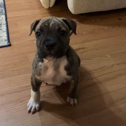 Conrad - Brown brindle male American Staffordshire Terrier puppy in Byron, Georgia from Lelani
