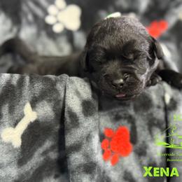 Lime - Black male Labrador Retriever puppy in Beaverdam, Virginia from Riverside Sunset Labrador Retrievers