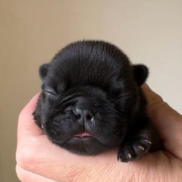 Odett - Black and tan female French Bulldog puppy in Redway, California from Lost Coast French Bulldogs