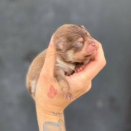 Blossom - Chocolate and tan female Pomeranian puppy in Tulsa County, Oklahoma from CP Kennels