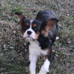 Piper - Cavalier King Charles Spaniel