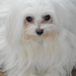 Casper - Maltese