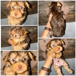 Truffle - Chocolate and tan male Yorkshire Terrier puppy in Cleveland, Tennessee from Moody’s Morkies and More