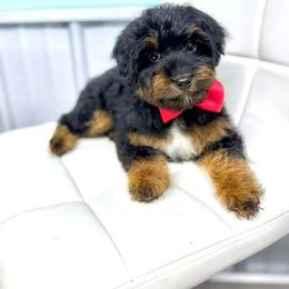 Aussiedoodle and Miniature Schnauzer Puppies from Southern Paws Kennels