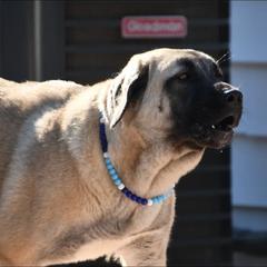 Mama - Anatolian Shepherd Dog
