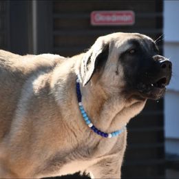 Mama - Anatolian Shepherd Dog
