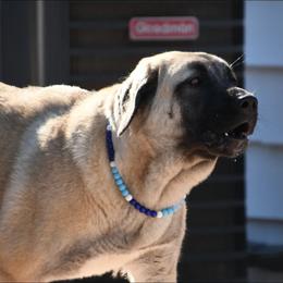 Mama - Anatolian Shepherd Dog