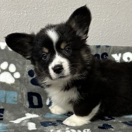 Liberty - Blue merle and white female American Corgi puppy in Hico, Texas from Chisholm Trail Kennels