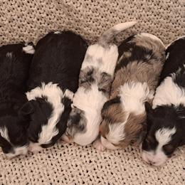 Cavapoo puppies from Maple Grove Cavaliers