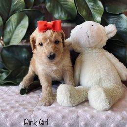 Goldendoodle Puppies from Davidson Poodle & Doodle Farm