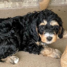 Rose - Tri-color female Bernedoodle puppy in Mount Pleasant, Texas from Hilary’s Doodle Ranch