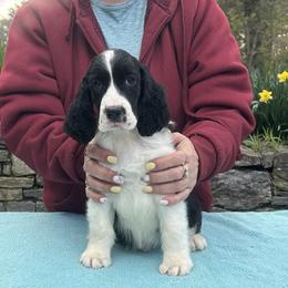 Calvin - Black and white male English Springer Spaniel puppy in Thompson, Connecticut from Chivalry English Springer Spaniels