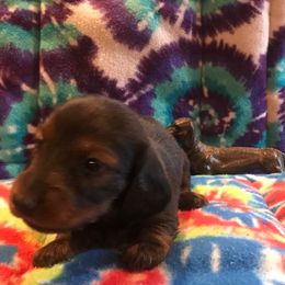 Dachshund puppies from Lashunds Miniature Dachshunds
