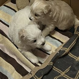 Carmel - White female Coton de Tulear puppy in Dundee, Michigan from Cay Cotons