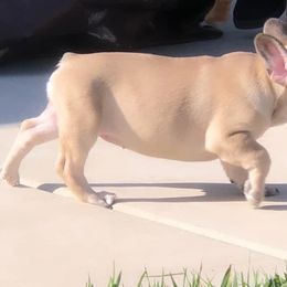 Girl 6 - French Bulldog puppy in Berea, Kentucky from Bully Life Farms