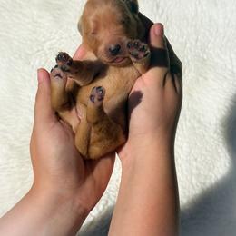Girl 6 - Dark golden female Golden Retriever puppy in Plant City, Florida from All shades Golden