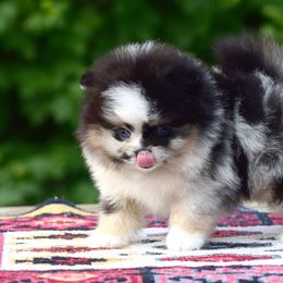 Pomeranian Puppies from Pomeranian gem