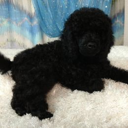 Poodle Puppies from Posay Miniature Poodles