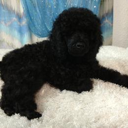 Poodle Puppies from Posay Miniature Poodles
