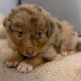 Crunch - Red merle male Australian Shepherd puppy in East Hartford, Connecticut from CT Aussies