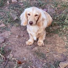 Millie - Dachshund
