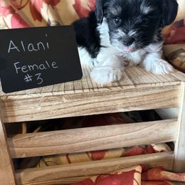 Girl 3 Alani - Parti female Miniature Schnauzer puppy in Caldwell, Idaho from Nichols Miniature Schnauzers