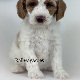 Jewel - Parti female Goldendoodle puppy in Milford, Indiana from Railway Acres Kennel