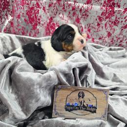 Fall - Tri-color female Cavalier King Charles Spaniel puppy in Neosho, Missouri from Pups on the Ridge