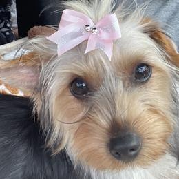 Australian Shepherds and Yorkshire Terriers from Lovey-dovey Aussies & Yorkies