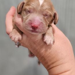 Red Collar Female - Red female Cockapoo puppy in Mocksville, North Carolina from Hunting Creek Farms