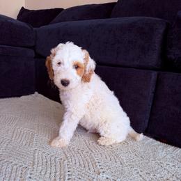 Colin - Parti male Goldendoodle puppy in Barstow, California from Golden Desert Doodles