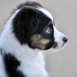 Madison - Black tri female Toy Australian Shepherd puppy in Wichita Falls, Texas from Shooting Stars Ranch Toy and Mini Aussies