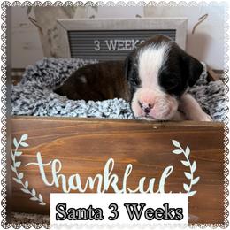 Santa - Brindle male Boxer puppy in Greenwell Springs, Louisiana from Bayou Boxer Haus - Baton Rouge Boxers