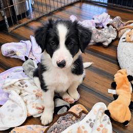 Porky - White and black male Bordoodle puppy in Fredericktown, Ohio from Brisby Bordoodles