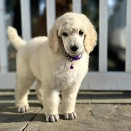 Goldendoodle, Golden Retriever, and Poodle Puppies from Oregon's Oodles of poodles & doodles