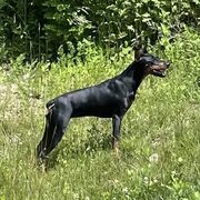 Noomi - German Pinscher
