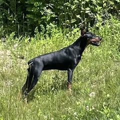 Noomi - German Pinscher
