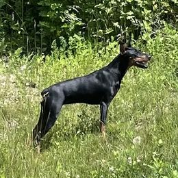 Noomi - German Pinscher