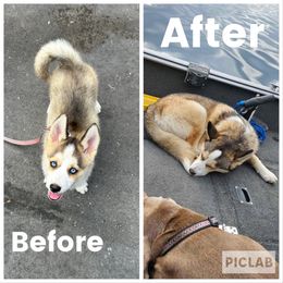 Pomsky All Grown Up from OG's Pomskies