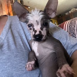 Chihuahua and Chinese Crested Puppies from Western Kentucky Chihuahua’s and Chinese Crested’s