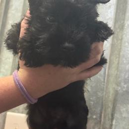 Justin - Black male Miniature Schnauzer puppy in Wentworth, Missouri from Twisted R Farm